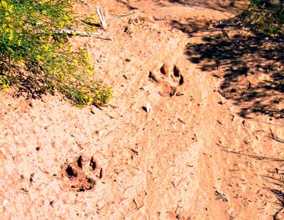 Lion Tracks